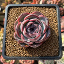 Echeveria 'Dark Opal' 2"-3" Succulent Plant Cutting