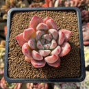Echeveria 'Peña' 2" Succulent Plant Cutting