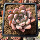 Echeveria 'Peña' 2" Succulent Plant Cutting