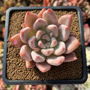 Echeveria 'Peña' 2" Succulent Plant Cutting