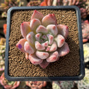 Echeveria 'Peña' 2" Succulent Plant Cutting