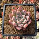 Echeveria 'Peña' 2" Succulent Plant Cutting