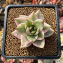 Echeveria Agavoides 'Elkhorn' Variegated 2"-3" Succulent Plant Cutting