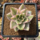 Echeveria Agavoides 'Elkhorn' Variegated 2"-3" Succulent Plant Cutting