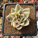 Echeveria Agavoides 'Elkhorn' Variegated 2"-3" Succulent Plant Cutting