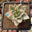 Echeveria Agavoides 'Elkhorn' Variegated 2"-3" Succulent Plant Cutting