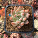 Echeveria 'Rainbow Rose' 2" New Hybrid Succulent Plant Cutting