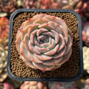Echeveria 'Pure Love' 2" Succulent Plant Cutting