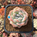 Echeveria 'Icy Green' 2" Succulent Plant Cutting