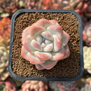 Echeveria 'Icy Green' 2" Succulent Plant Cutting