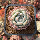 Echeveria 'Phantom of Pink' 2" Succulent Plant