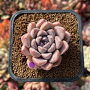 Echeveria 'Loris' 2" Succulent Plant Cutting