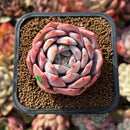 Echeveria 'Japanese Castle' 2" Succulent Plant Cutting