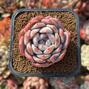 Echeveria 'Japanese Castle' 2" Succulent Plant Cutting