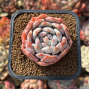 Echeveria 'Japanese Castle' 2" Succulent Plant Cutting