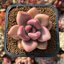 Graptoveria 'Ruby Donna' 2" Extra Wide Leaves Succulent Plant Cutting