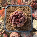Echeveria 'Ellin' 1" Succulent Plant Cutting