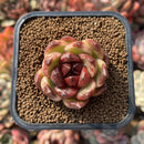 Echeveria sp. 1" Succulent Plant Cutting