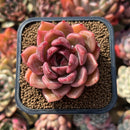 Echeveria 'Dark Ice' 2" Succulent Plant Cutting