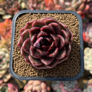 Echeveria 'Flashlight' 2" Succulent Plant Cutting