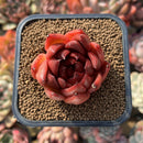 Echeveria Agavoides sp. 2" Succulent Plant Cutting