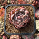 Echeveria 'Harvest' 2" Succulent Plant Cutting
