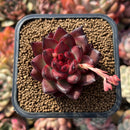 Echeveria Agavoides 'Maxmon' 2" Succulent Plant Cutting