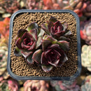 Echeveria 'Black Queen' 2" Succulent Plant Cutting