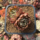 Echeveria 'Sarabony' 2" Succulent Plant Cutting