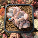 Graptoveria 'Lalla' 2" Cluster Succulent Plant Cutting