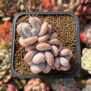 Graptoveria 'Lalla' 2" Cluster Succulent Plant Cutting