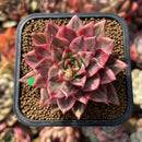Echeveria 'Leopard' Silver Variegated 2" Succulent Plant