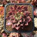 Echeveria 'Leopard' Silver Variegated 2" Succulent Plant