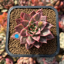 Echeveria 'Leopard' Silver Variegated 2" Succulent Plant