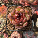 Echeveria sp. 1" Succulent Plant Cutting