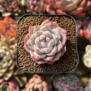 pink diamond succulent Echeveria 'Pink Diamond' 2" Succulent Plant Cutting – True Succulents Plant Co