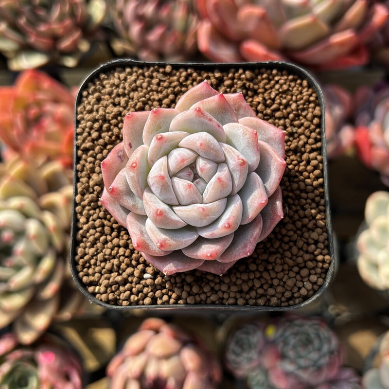mini diamond succulent Echeveria 'Pink Diamond' 2" Succulent Plant Cutting – True Succulents Plant Co