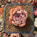 Echeveria 'Orange Monroe' 2" Succulent Plant Cutting
