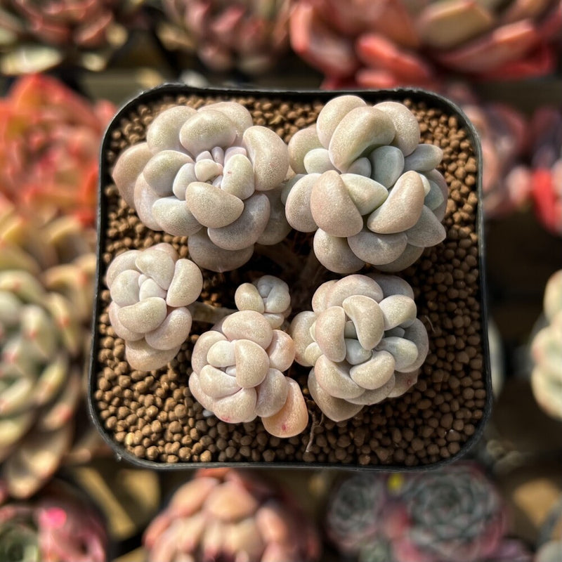 bubble succulent Graptoveria 'Bubble Bomb' 2" Succulent Plant – True Succulents Plant Co