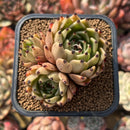 Echeveria 'Sarabony' 2" Succulent Plant Cutting