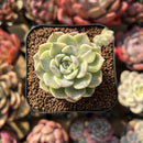 Echeveria 'Tinkerbell' Variegated 2" Succulent Plant Cutting