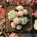 Echeveria 'Sugar Princess' 2" Succulent Plant Cutting