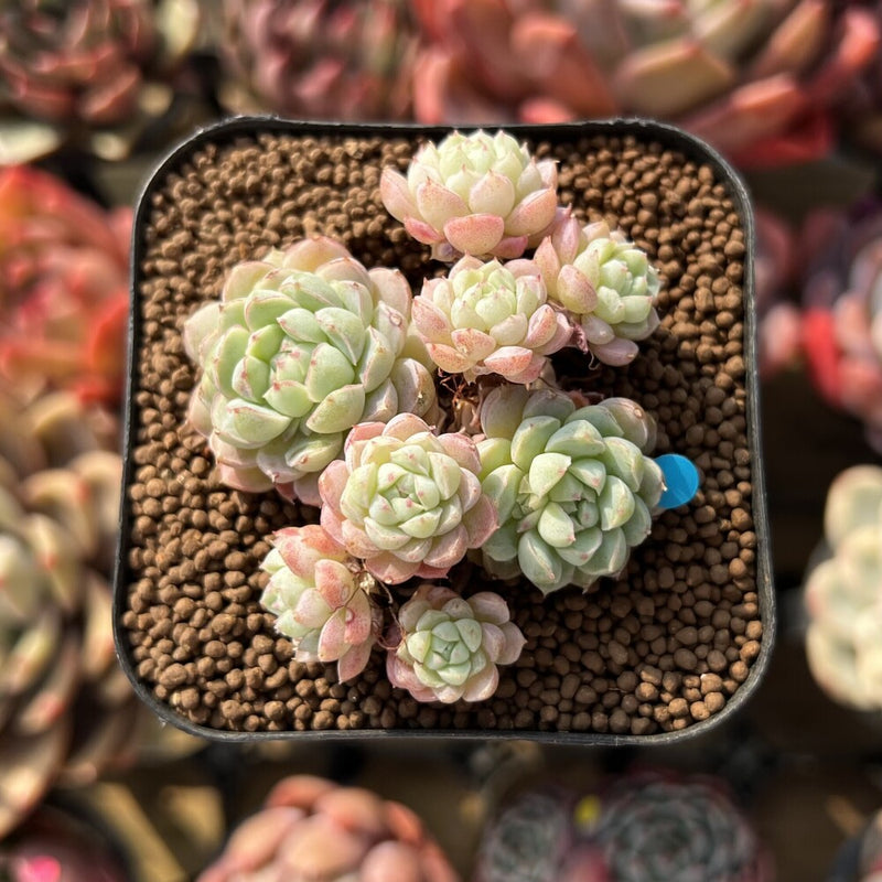 Echeveria 'Sugar Princess' 2