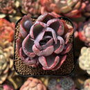 Echeveria 'Beyonce' Variegated 2" Succulent Plant
