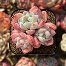 Echeveria 'Birch' Cluster 2" Succulent Plant Cutting