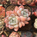 Echeveria 'Birch' Cluster 2" Succulent Plant Cutting