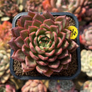 Echeveria sp. Cluster 3" Succulent Plant Cutting