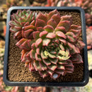 Echeveria sp. Cluster 3" Succulent Plant Cutting