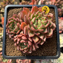 Echeveria sp. Cluster 3" Succulent Plant Cutting