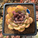 Echeveria 'Mirine' 3"-4" Succulent Plant Cutting